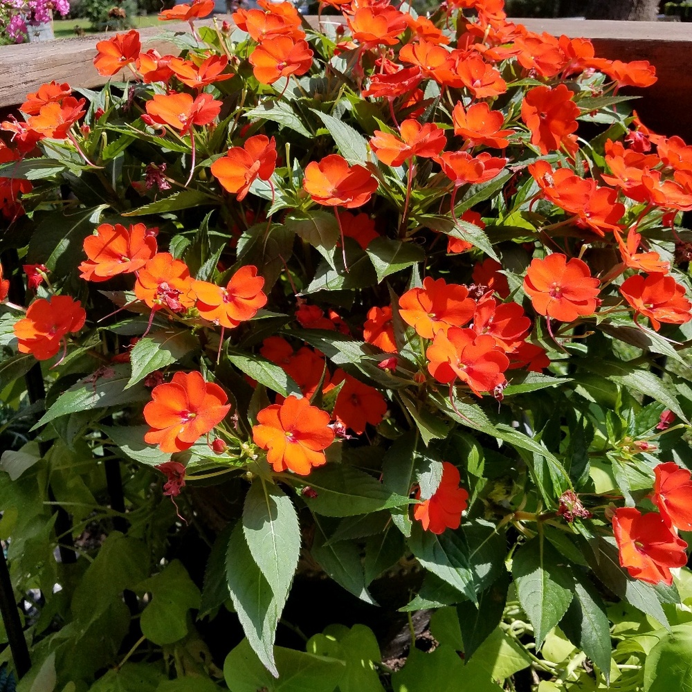 Meet your Posher, Lori